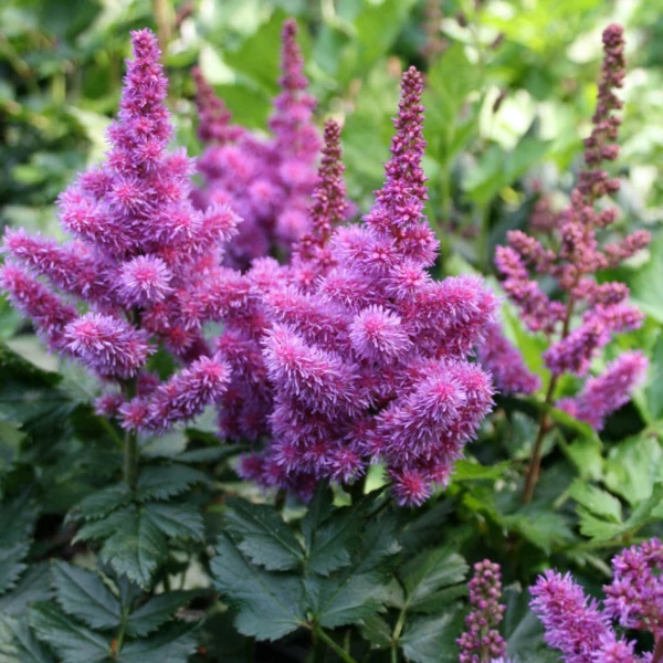 Garden Goods Direct Astilbe Visions 1 Garden Goods Direct Astilbe Visions