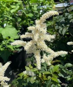 Garden Goods Direct Astilbe Deutschland