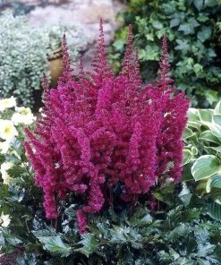 Garden Goods Direct Astilbe Vision In Red Perennials