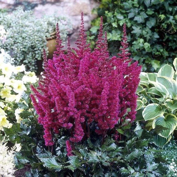 Garden Goods Direct Astilbe Vision In Red Perennials 1 Garden Goods Direct Astilbe Vision In Red Perennials