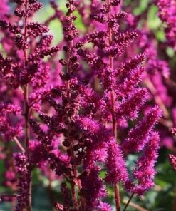 Garden Goods Direct Astilbe Vision In Red Perennials