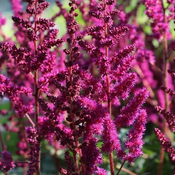 Garden Goods Direct Astilbe Vision In Red Perennials 2 Garden Goods Direct Astilbe Vision In Red Perennials