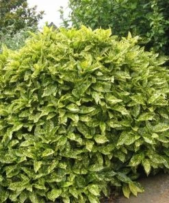 Garden Goods Direct Shrubs Gold Dust Aucuba