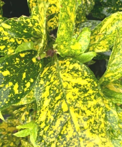 Garden Goods Direct Mr. Goldstrike Aucuba