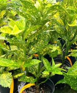 Garden Goods Direct Mr. Goldstrike Aucuba