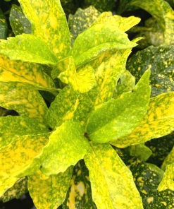 Garden Goods Direct Mr. Goldstrike Aucuba