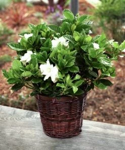 Garden Goods Direct Shrubs August Beauty Gardenia