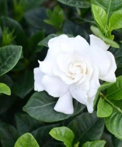 Garden Goods Direct Shrubs August Beauty Gardenia