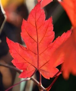 Garden Goods Direct Autumn Blaze Maple Trees