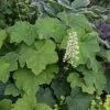 Garden Goods Direct Perennials Heuchera Autumn Bride