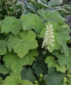 Garden Goods Direct Perennials Heuchera Autumn Bride