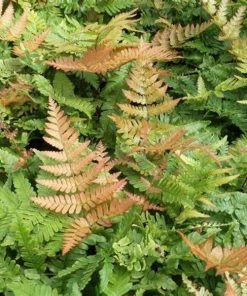 Garden Goods Direct Autumn Brilliance Fern Perennials