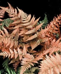 Garden Goods Direct Autumn Brilliance Fern Perennials