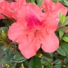 Garden Goods Direct Encore® Autumn Coral® Azalea Shrubs
