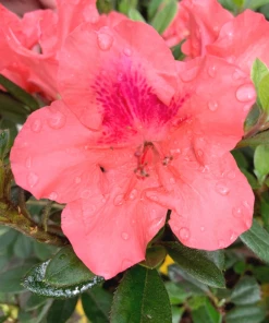 Garden Goods Direct Encore® Autumn Coral® Azalea Shrubs
