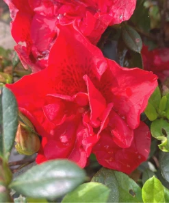 Garden Goods Direct Encore® Autumn Fire® Azalea Shrubs