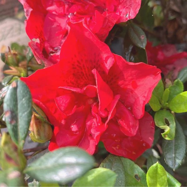 Garden Goods Direct Encore® Autumn Fire® Azalea Shrubs 1 Garden Goods Direct Encore® Autumn Fire® Azalea Shrubs