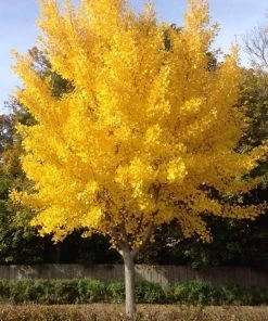 Garden Goods Direct Autumn Gold Ginkgo Tree Trees