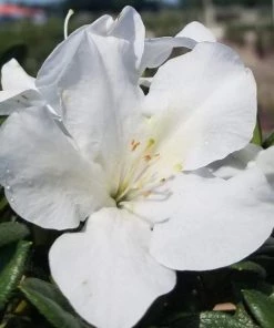 Garden Goods Direct Encore® Autumn Ivory® Azalea Shrubs