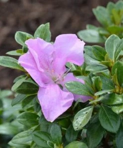 Garden Goods Direct Encore® Autumn Lilac® Azalea Shrubs