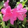 Garden Goods Direct Encore® Autumn Royalty® Azalea Shrubs