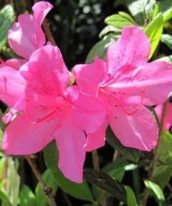 Garden Goods Direct Encore® Autumn Royalty® Azalea Shrubs