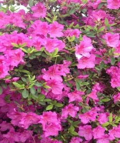 Garden Goods Direct Encore® Autumn Royalty® Azalea Shrubs
