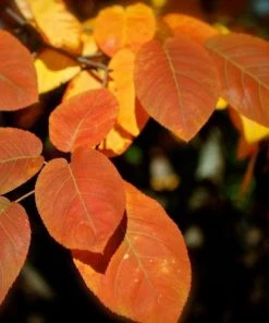 Garden Goods Direct Trees Autumn Brilliance Serviceberry 7 Garden Goods Direct Trees Autumn Brilliance Serviceberry