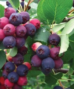 Garden Goods Direct Trees Autumn Brilliance Serviceberry 6 Garden Goods Direct Trees Autumn Brilliance Serviceberry