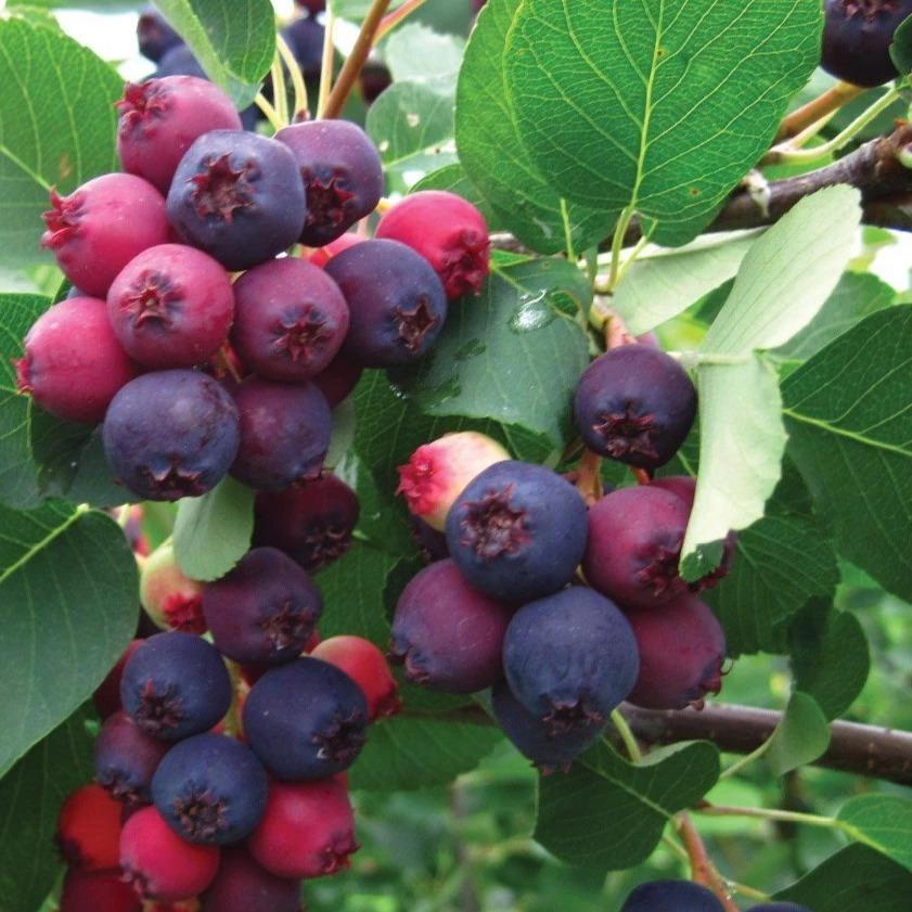 Garden Goods Direct Trees Autumn Brilliance Serviceberry 3 Garden Goods Direct Trees Autumn Brilliance Serviceberry