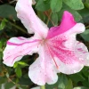 Garden Goods Direct Encore® Autumn Twist® Azalea Shrubs