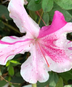 Garden Goods Direct Encore® Autumn Twist® Azalea Shrubs