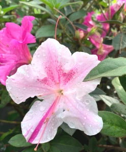 Garden Goods Direct Encore® Autumn Twist® Azalea Shrubs