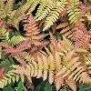 Garden Goods Direct Autumn Brilliance Fern Perennials