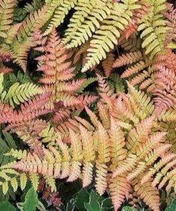 Garden Goods Direct Autumn Brilliance Fern Perennials