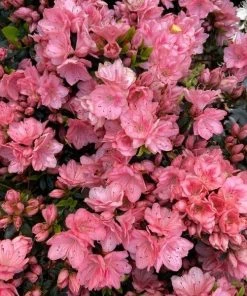 Garden Goods Direct Shrubs Azalea Blaauw's Pink