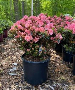 Garden Goods Direct Shrubs Azalea Blaauw's Pink