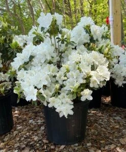 Garden Goods Direct Delaware Valley White Azalea Shrubs