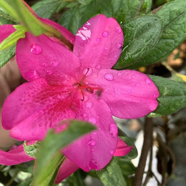 Garden Goods Direct Encore® Autumn Amethyst® Azalea Shrubs 1 Garden Goods Direct Encore® Autumn Amethyst® Azalea Shrubs