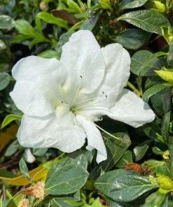 Garden Goods Direct Shrubs Encore® Autumn Angel® Azalea