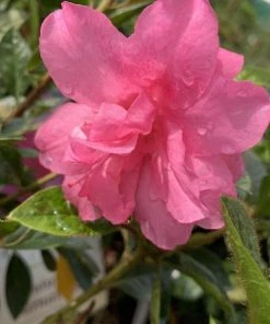 Garden Goods Direct Encore® Autumn Carnation® Azalea