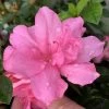 Garden Goods Direct Encore® Autumn Carnation® Azalea
