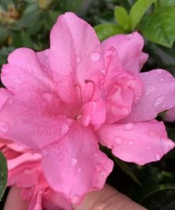 Garden Goods Direct Encore® Autumn Carnation® Azalea