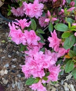 Garden Goods Direct Encore® Autumn Carnation® Azalea