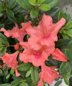 Garden Goods Direct Encore® Autumn Coral® Azalea Shrubs