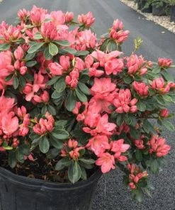 Garden Goods Direct Shrubs Azalea Blaauw's Pink