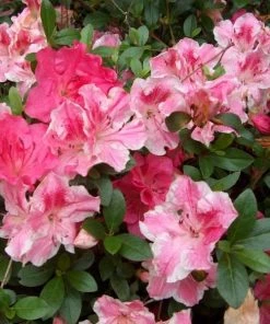 Garden Goods Direct Shrubs Conversation Piece Azalea