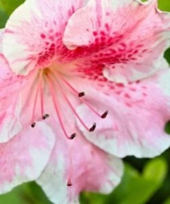 Garden Goods Direct Shrubs Conversation Piece Azalea 6 Garden Goods Direct Shrubs Conversation Piece Azalea