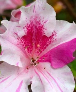 Garden Goods Direct Shrubs Conversation Piece Azalea 7 Garden Goods Direct Shrubs Conversation Piece Azalea