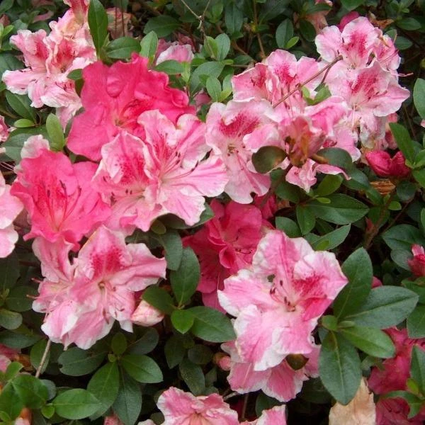 Garden Goods Direct Shrubs Conversation Piece Azalea 1 Garden Goods Direct Shrubs Conversation Piece Azalea